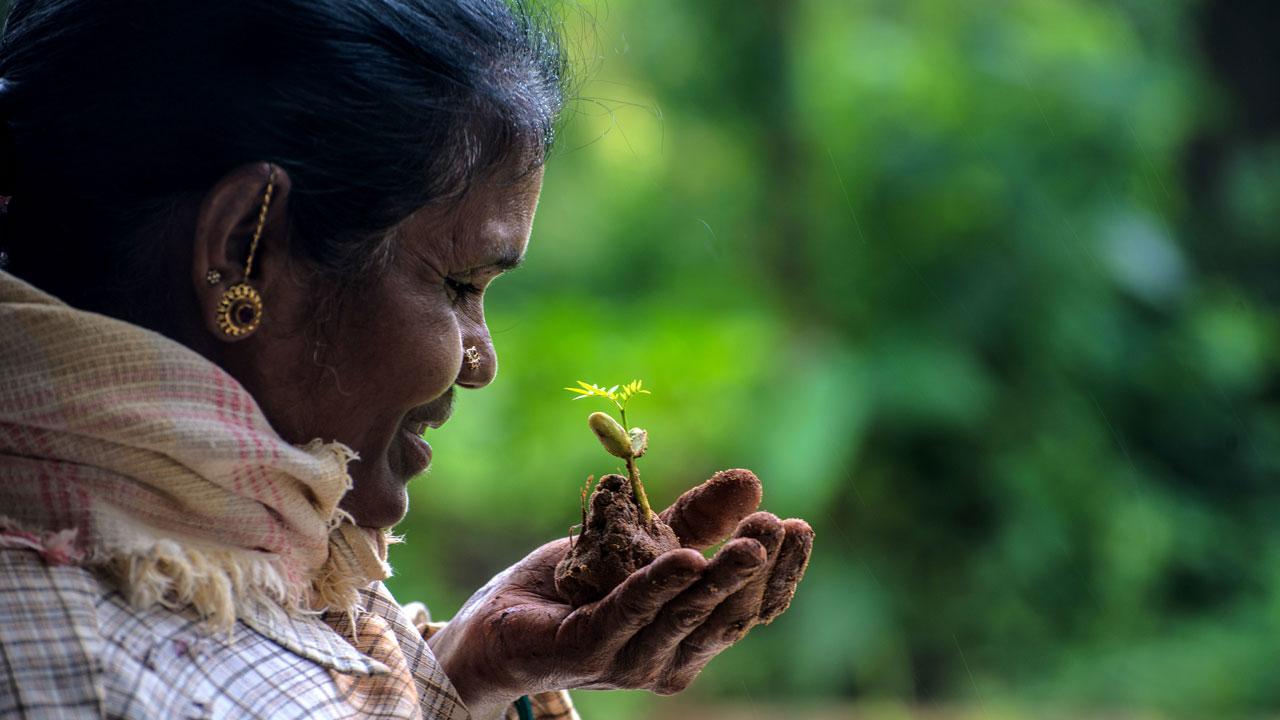 在印度，一名妇女手里拿着一棵幼苗